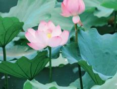 今日大暑，夏安！