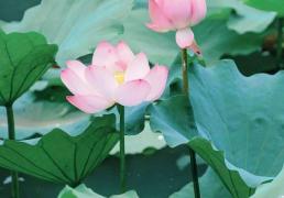 今日大暑，夏安！