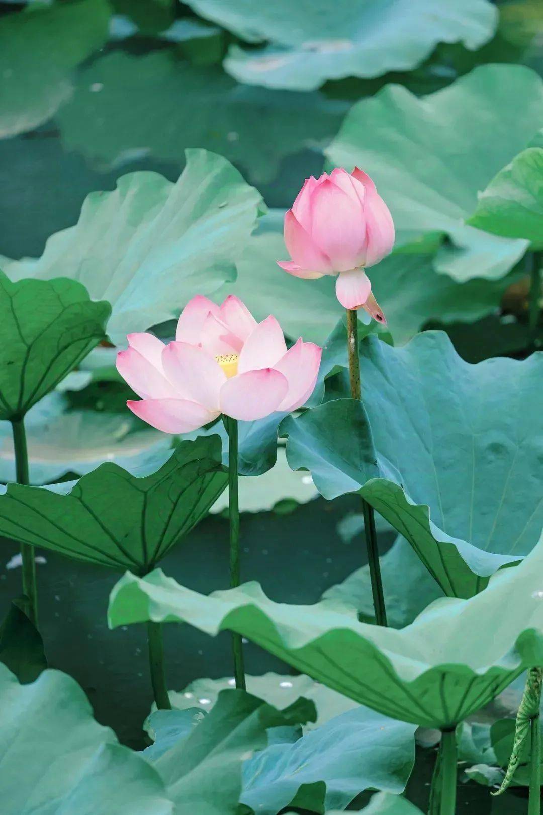 今日大暑，夏安！